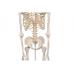 model szkieletu człowieka standard - 3b smart anatomy kat.1020171 a10 3b scientific modele anatomiczne 5